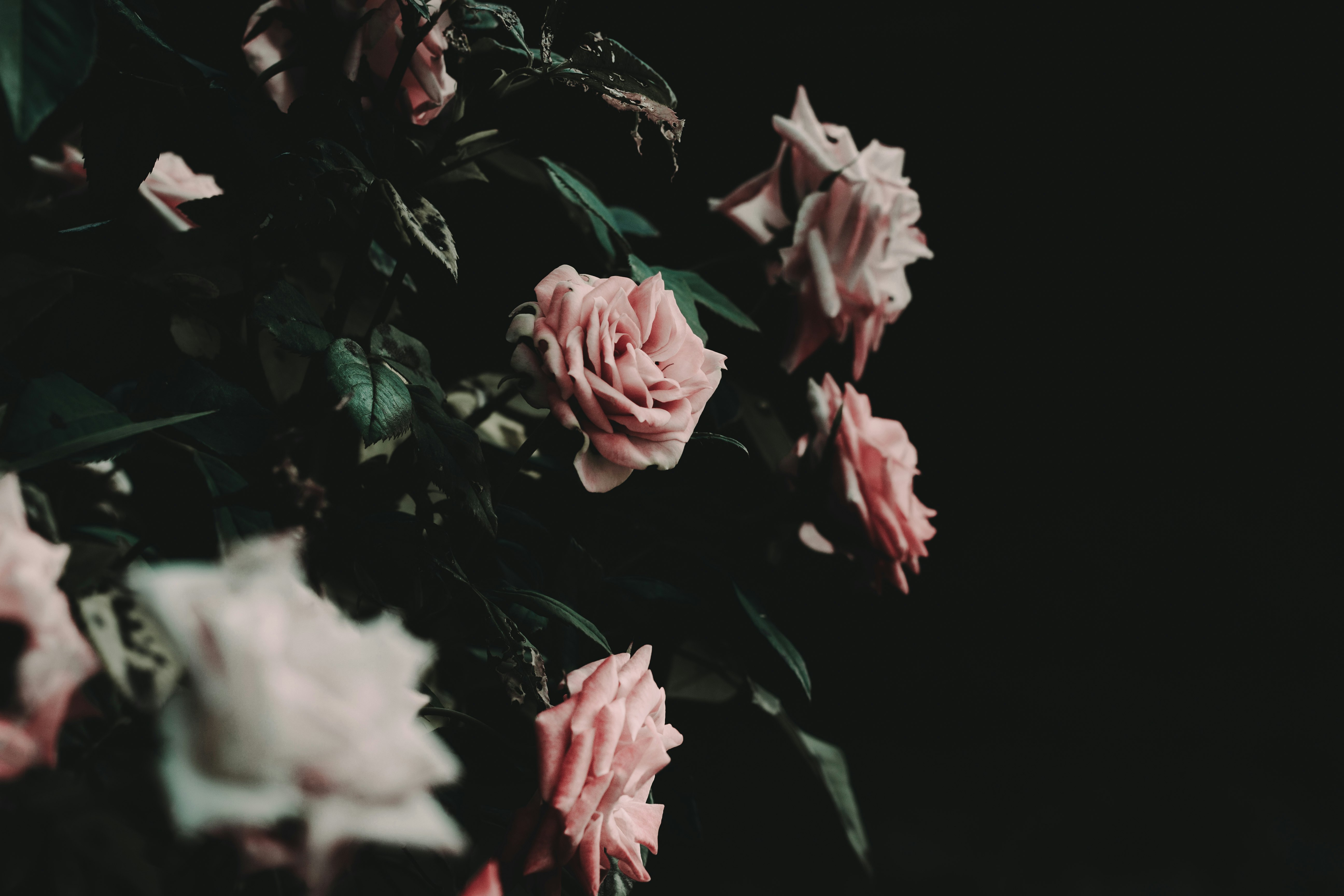 selective focus photography of pink rose flowers